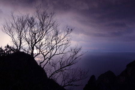 Leafless tree with purple sky in the evening.の写真素材