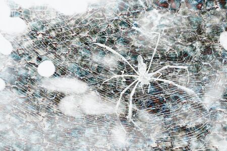 Spider and stone background.By using the program included two images togetherの写真素材