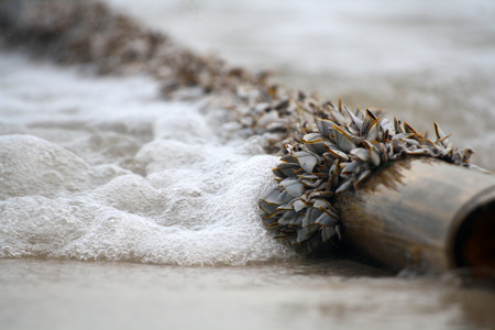 Bamboo in the sea.の写真素材