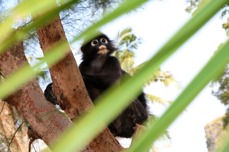 Monkey behind the leaves,Duskey Langur in Thailand.の写真素材