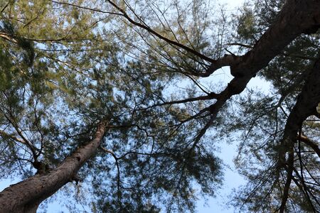 Pine tree with the sky.