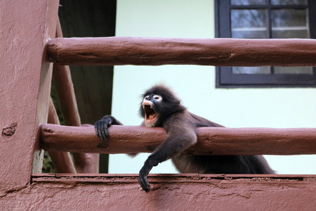 Duskey Langur's gaping at the terrace at ang thong islandの写真素材