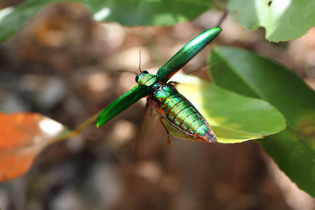Jewel beetle, Metallic wood-boring beetleの写真素材