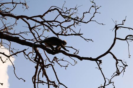 Dusky langur,Leaf monkey.