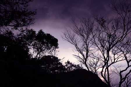 Leafless tree with purple sky in the evening.の写真素材