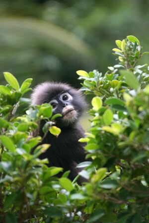 Dusky langur, Leaf monkey.