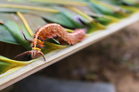 The brown hairy caterpillars on the coconut leaves.の写真素材