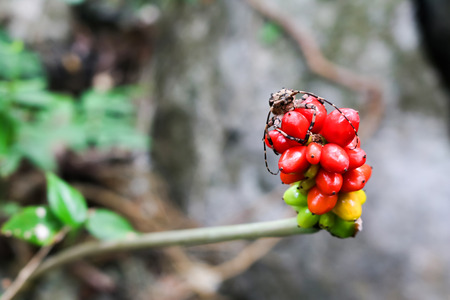 The insects on the red seeds.の写真素材