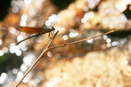 Dragonfly near the water in the river.