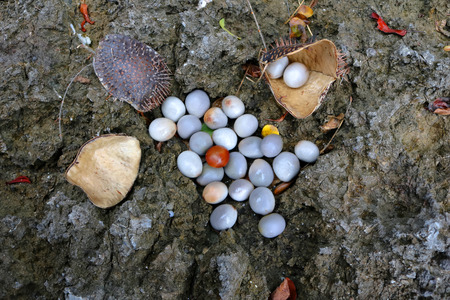 Nuckernutの写真素材