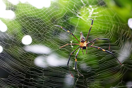 The spider with the insects in the garden.の写真素材