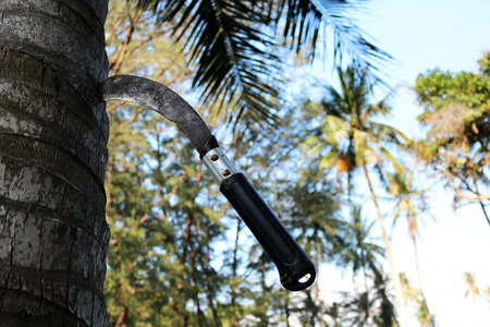 Large knife stuck on the coconut trees.の写真素材