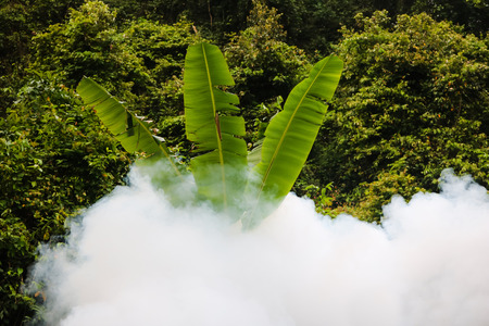 Trees with smoke by fogging machine.の写真素材