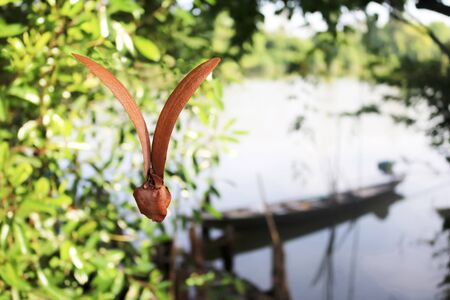 The seeds of rubber trees that fall from the trees.の写真素材