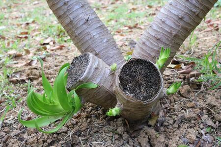 Dracaena loureiri Gagnepの写真素材