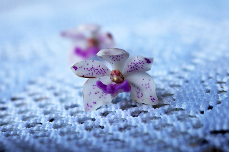 Orchidの写真素材