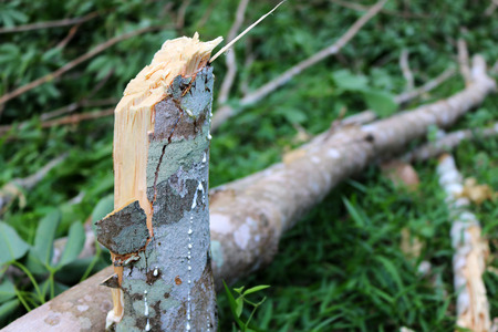 Rubber tree broken by strong winds.