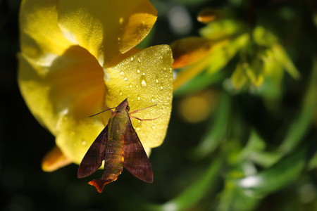 Humming Hawk Moth perched on a flower.の写真素材