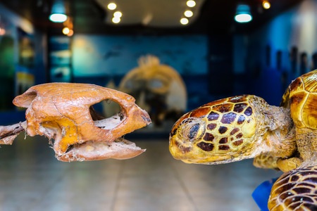 The Stuffed and the bones of sea turtles.の写真素材