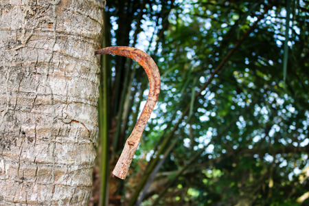 Sickle stuck on the tree.の写真素材