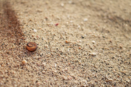 Beautiful shells on the sand.の写真素材