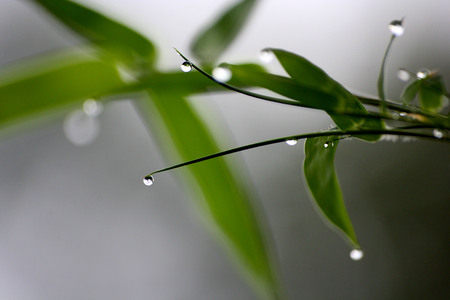 Dew and bamboo leave.の写真素材