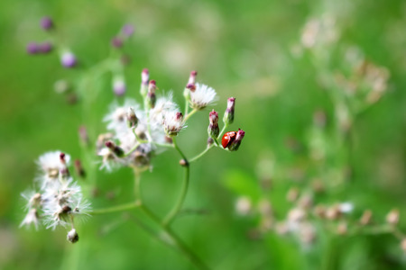 Ladybug perched on a flower of grass.の写真素材