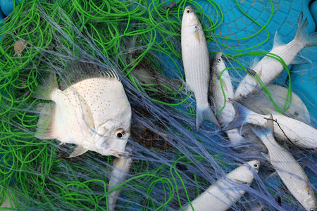 The fish in the nets of fishermen.