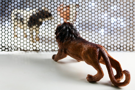 The Lion and Cow model. Concept shooting model animals through steel grating and backgrounds, including blur lens in some parts.の写真素材