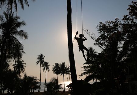 Man climbing coconut trees in the morningの写真素材