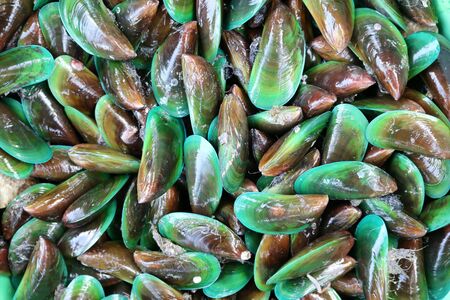 Fresh mussels from the sea.の写真素材