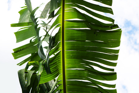 Banana leafの写真素材