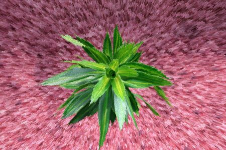 The tree with the wall.extrude background.の写真素材