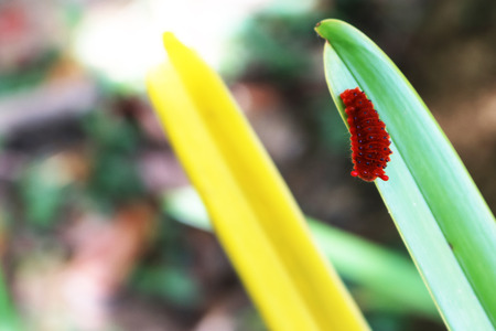 Red caterpillar on the leaf.