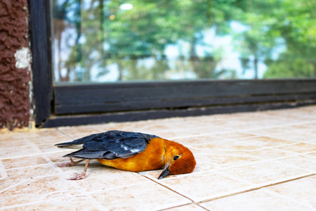 Dead birds on the ground becausefly into theglass. Orange-headed Thrush.の写真素材