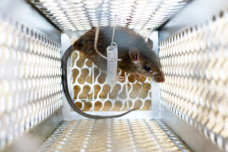 Rat in a mouse trapの写真素材