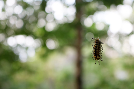 Worm hanging down from the trees by the fiber.の写真素材