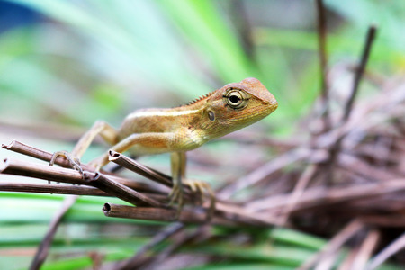 chameleon perched on a treeの写真素材