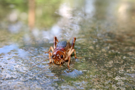 Crickets on the wet floor.の写真素材