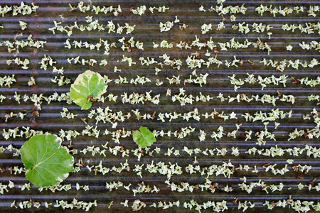 Flowers and the leaves fall on the roof, Suicide treeの写真素材