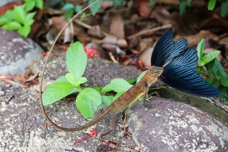 Chameleon eating butterfly.の写真素材