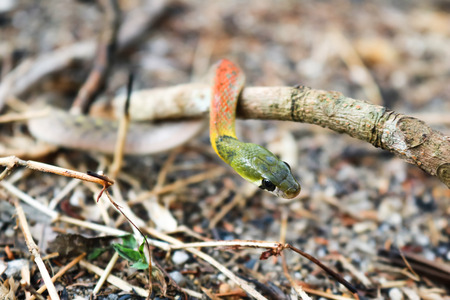 Red-necked keelback snakeの写真素材