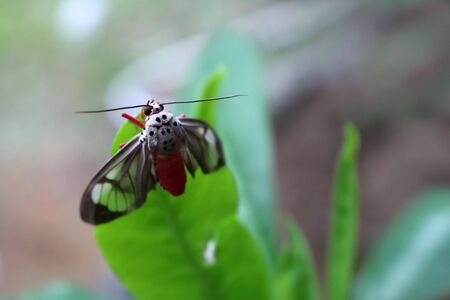 Pink Butterfly on a leaf.