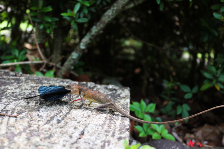 Chameleon eating butterfly.の写真素材