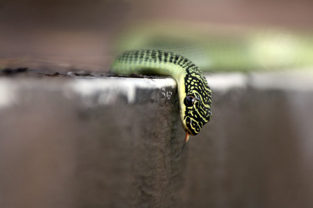 Golden Tree Snake on the table.の写真素材