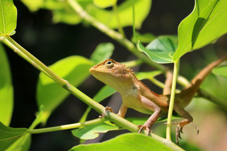 chameleon on the trees.の写真素材