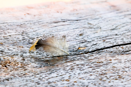 Feather fell on the wooden floor.の写真素材