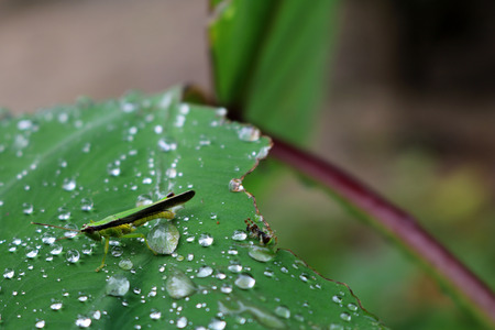 Grasshopper with raindrops on a leaf.