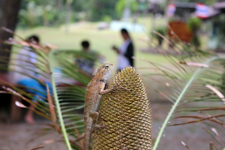 chameleon on the flowers of the Cycas palm tree.の写真素材