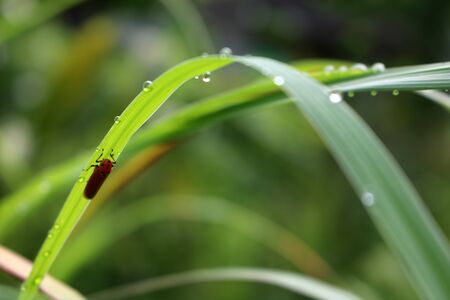 The Small red insect under a long green leaves in the garden.の写真素材